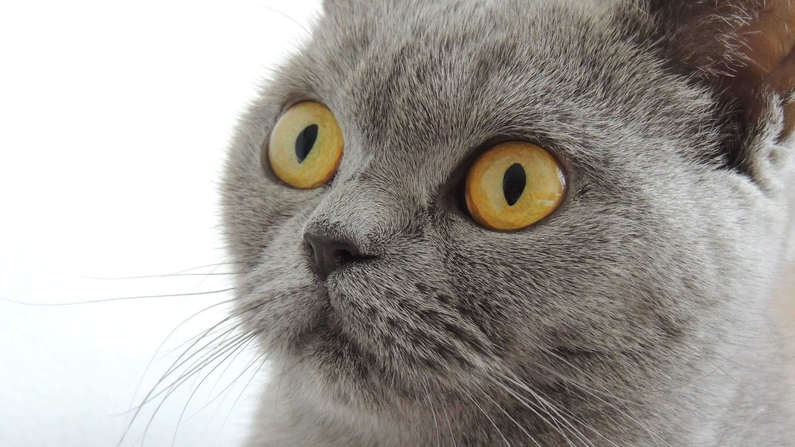 嘉宾评论：名人纷纷发表对比赛的看法，比赛名人名言